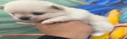 Chihuahua cani in vendita: Chihuahua  - Annuncio 2