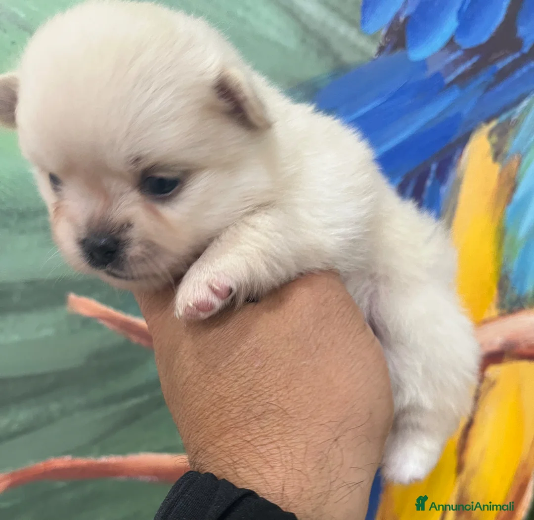 Chihuahua cani in vendita: Chihuahua  - Annuncio 2
