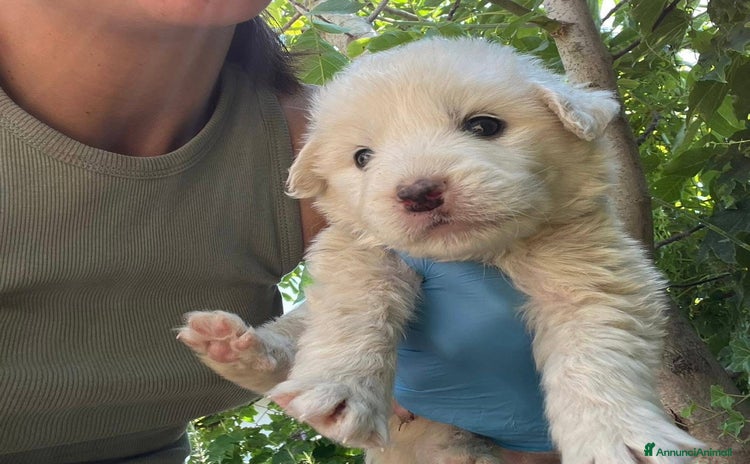 Meticcio cani a Provincia di Pordenone - Annuncio 19