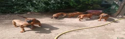 Segugio Bavarese cani in vendita: Cucciolata di Segugio bavarese (Ancora 3 rimasti!) - Annuncio 2