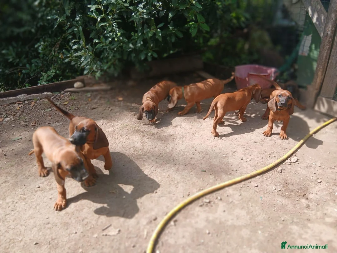 Segugio Bavarese cani in vendita: Cucciolata di Segugio bavarese (Ancora 3 rimasti!) - Annuncio 2