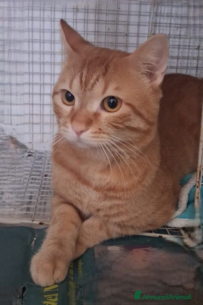 Meticcio gatti Rudy giovane micio rosso - Annuncio 1