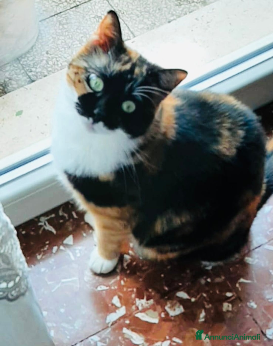 Europeo gatti in regalo: Gattine 2 anni rimaste sole - Annuncio 2