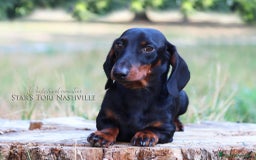 Bassotto cani per accoppiamento: Bassotto nano per monta a Provincia di Ferrara - Immagine 3