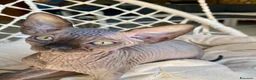 Sphynx gatti in vendita: Cuccioli Sphynks  a Provincia di Pesaro e Urbino - Annuncio 5