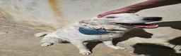 Meticcio cani in regalo: Ugo: cucciolone buonissimo con tutti  - Annuncio 3