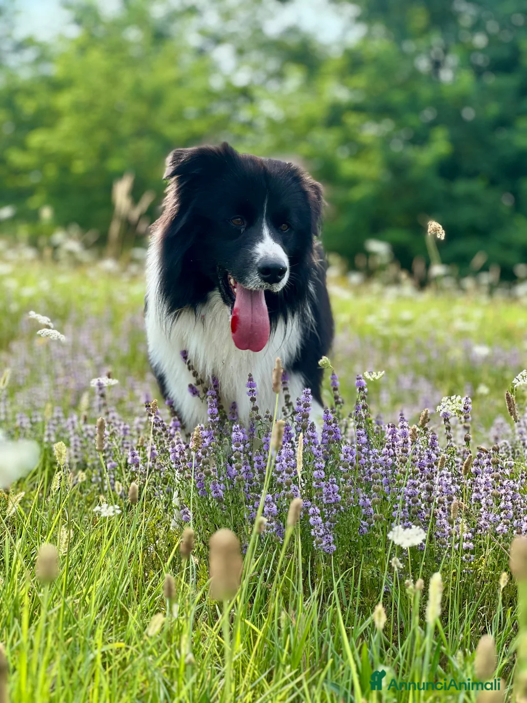 Border Collie cani per accoppiamento: Border Collie maschio per monta con pedigree a Provincia di Brescia - Annuncio 1