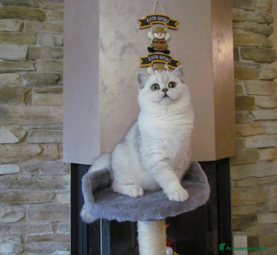 British gatti per accoppiamento: British per accopiamento  a Provincia di Monza e della Brianza - Annuncio 1