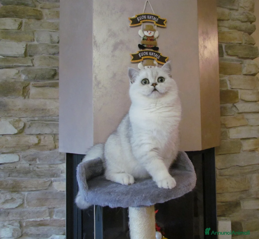 British gatti per accoppiamento: British per accopiamento  a Provincia di Monza e della Brianza - Annuncio 1