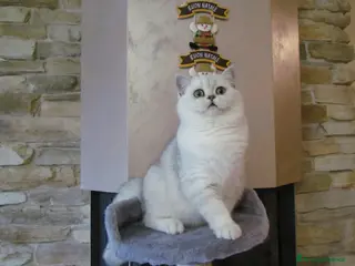 British gatti British per accopiamento a Provincia di Monza e della Brianza - Annuncio 4