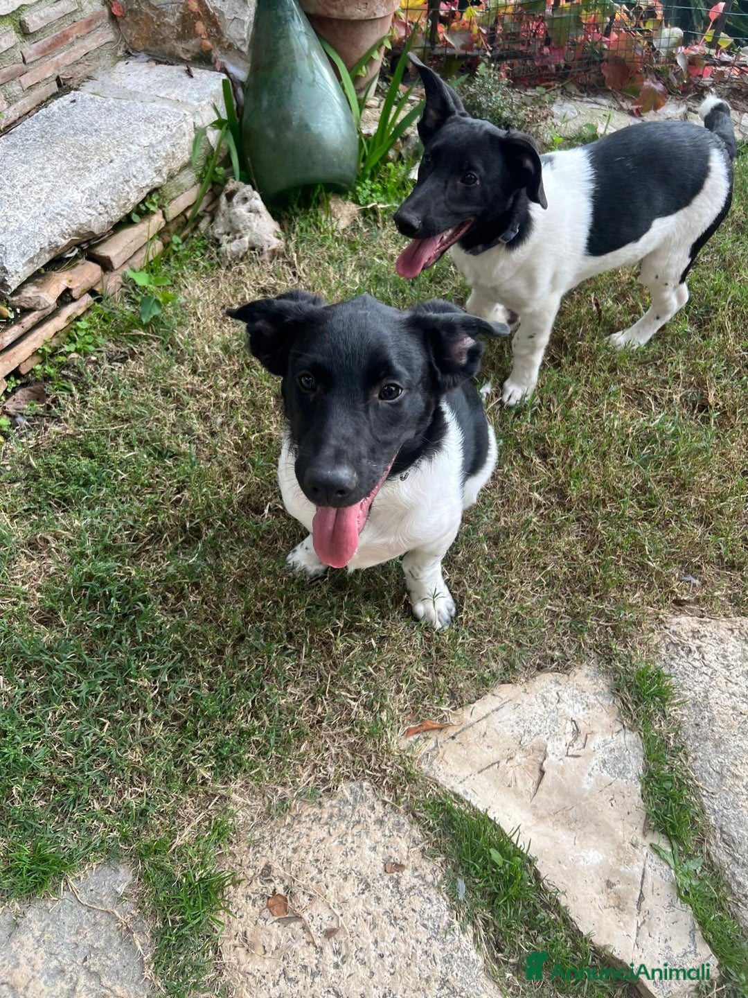 Meticcio cani in regalo: KYO e AKY - Annuncio 6