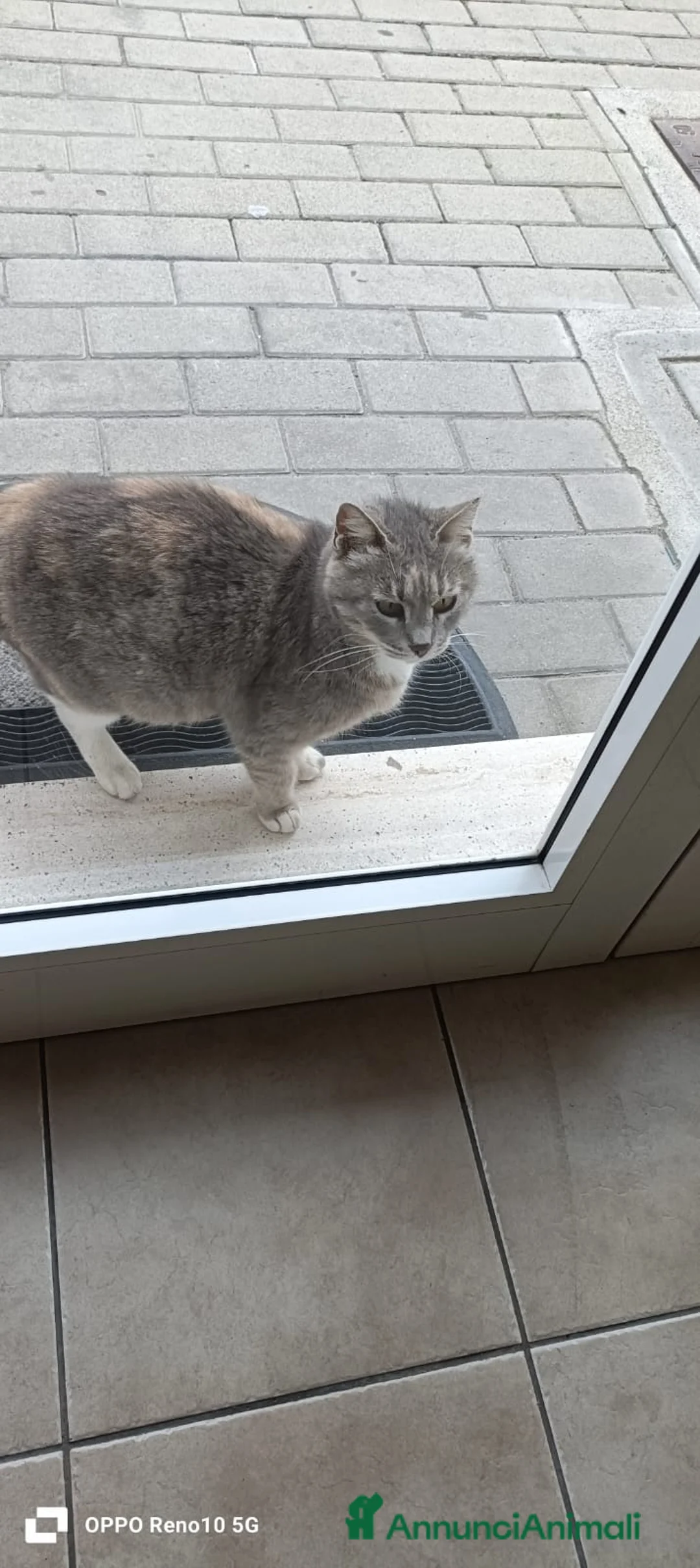 Meticcio gatti in regalo: GATTA DOLCISSIMA a Provincia di Crotone - Annuncio 8