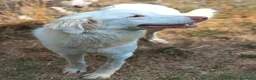 Meticcio cani in regalo: Femmina taglia media 1 anno  - Annuncio 2