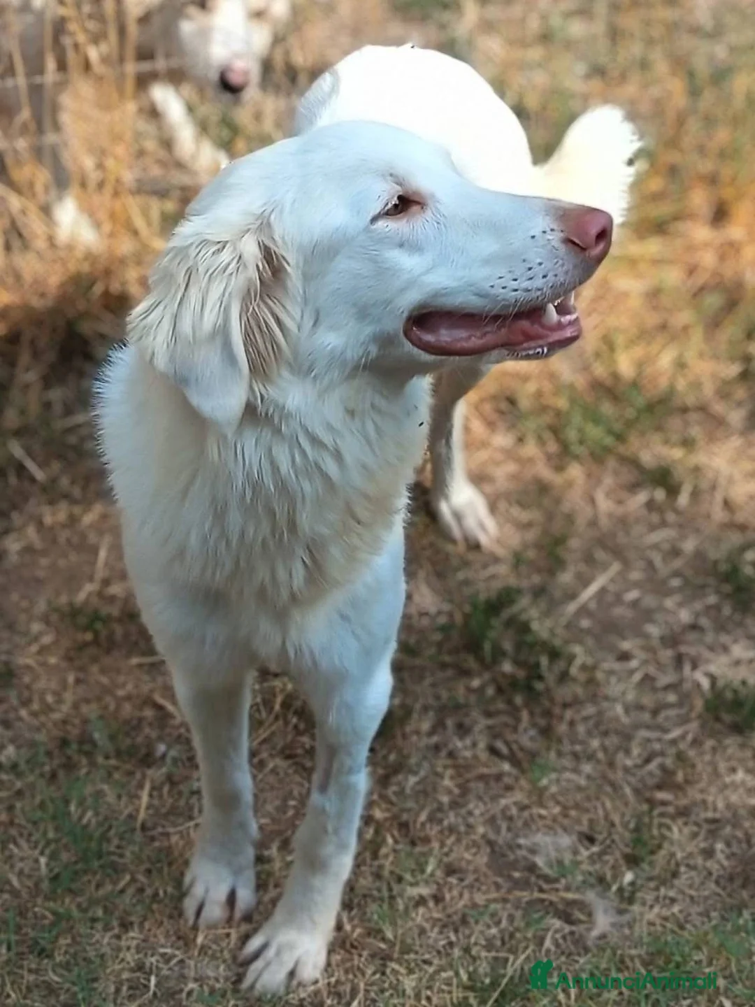 Meticcio cani in regalo: Femmina taglia media 1 anno  - Annuncio 2