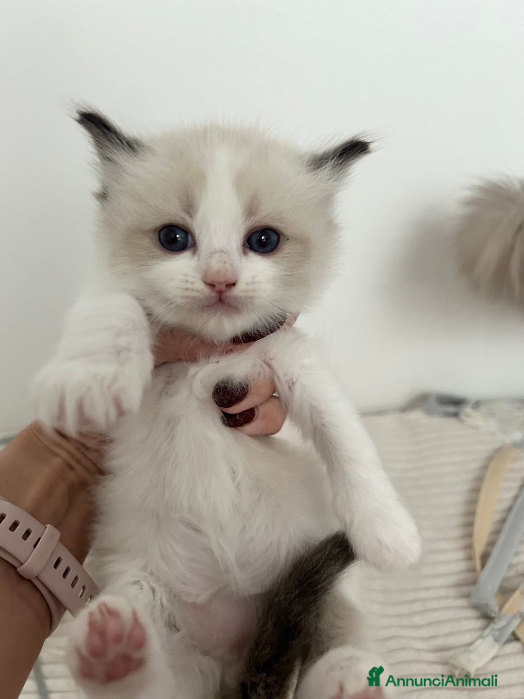 Ragdoll gatti in vendita: Cuccioli ragdoll bicolor con Pedigree  - Annuncio 6