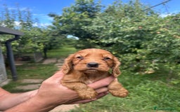Cocker cani in vendita: Cuccioli Cocker a Provincia di Bergamo - Immagine 6