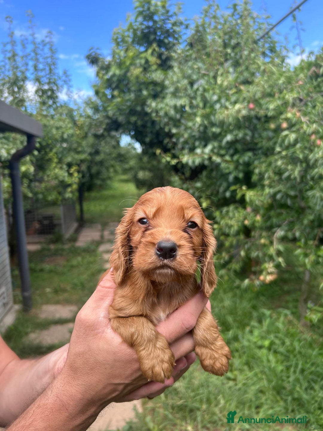 Cocker cani in vendita: Cuccioli Cocker a Provincia di Bergamo - Immagine 6