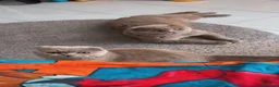 Scottish gatti per accoppiamento: Accoppiamento Scottish fold  - Annuncio 4