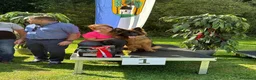 Pastore Tedesco cani in vendita: Allevamento di Terra Scura a Provincia di Salerno - Annuncio 5