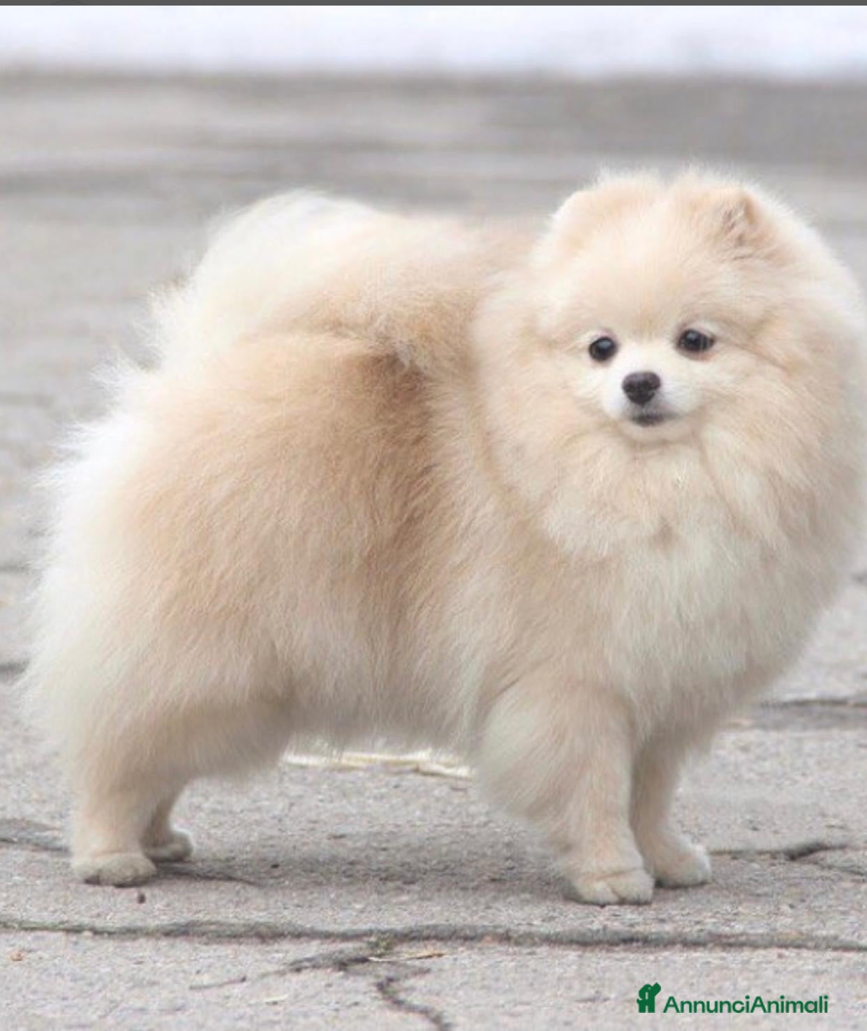 Volpino Pomerania cani Femmine di Pomerania - Annuncio 1