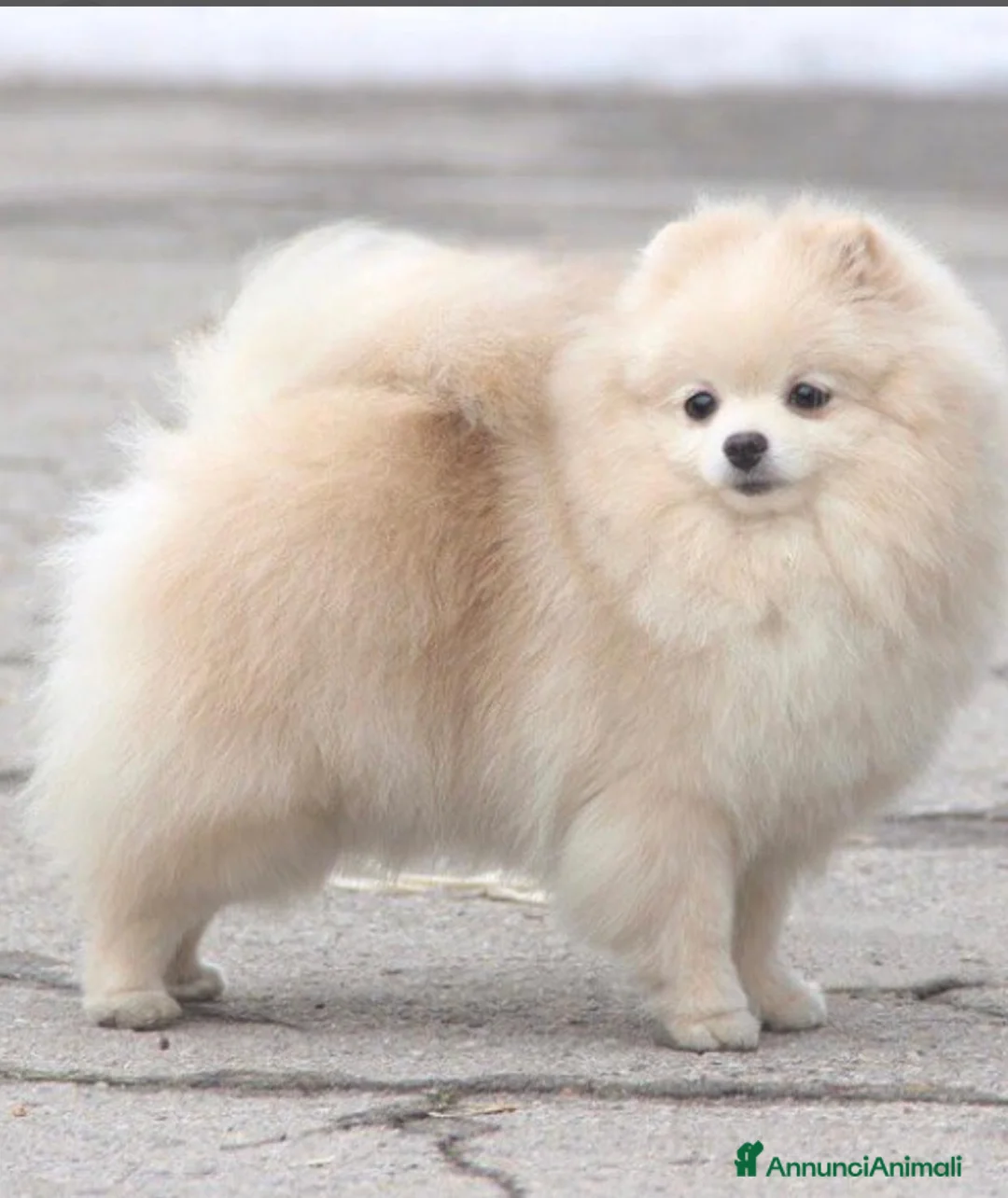 Volpino Pomerania cani in vendita: Femmine di Pomerania - Annuncio 1