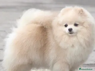 Volpino Pomerania cani Femmine di Pomerania - Annuncio 4