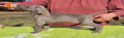 Weimaraner cani in vendita: Cuccioli Weimaraner - Annuncio 7
