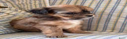 Shihpoo cani in vendita: Cuccioli di cane Shihpoo - Annuncio 10