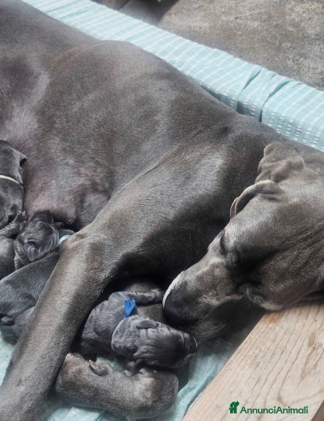 Alano cani in vendita: Cuccioli di alano blu da Allevamento Riconosciuto  - Annuncio 15