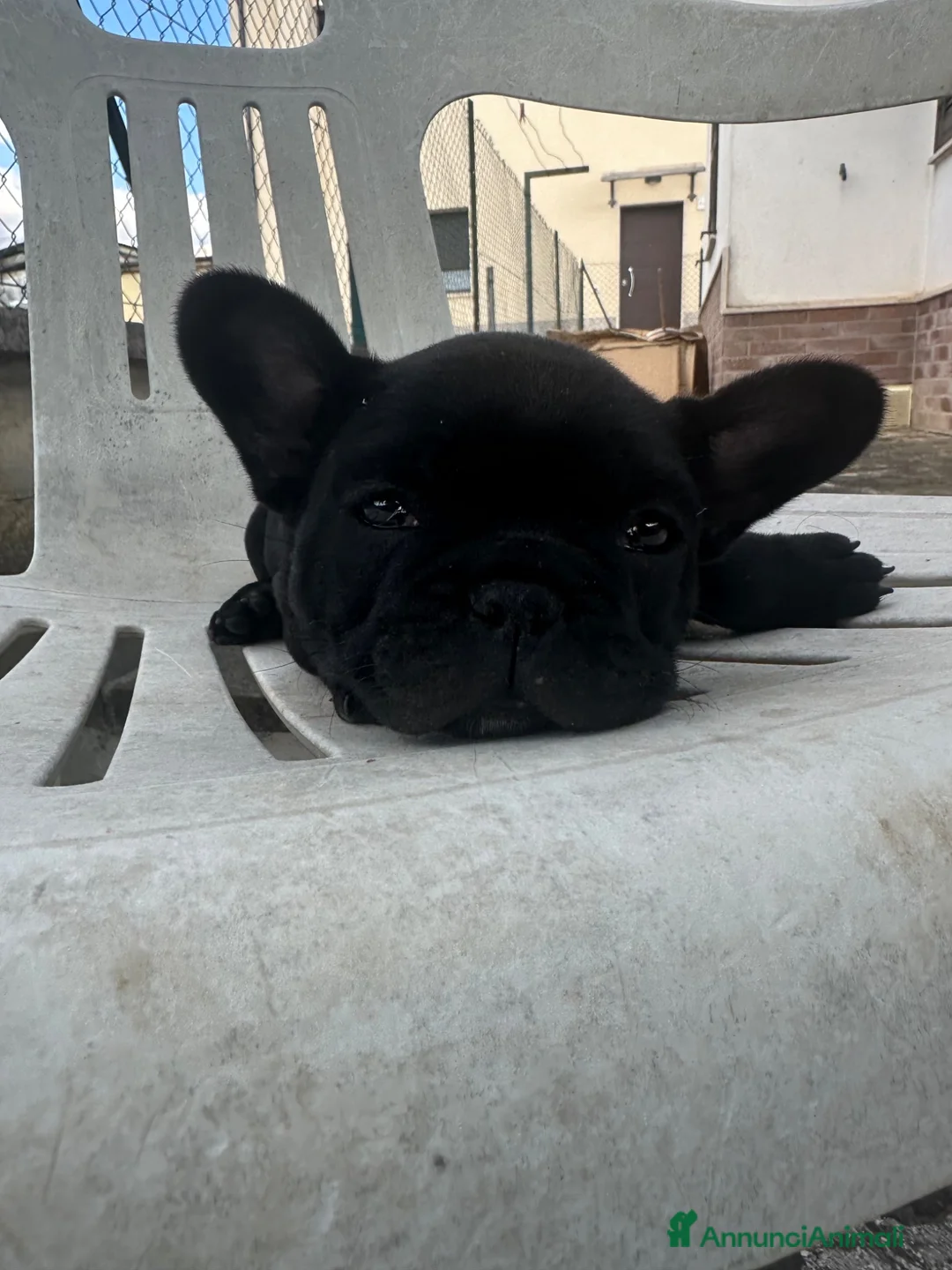Bulldog Francese cani in vendita: bulldog francese nero tigrato  - Annuncio 2
