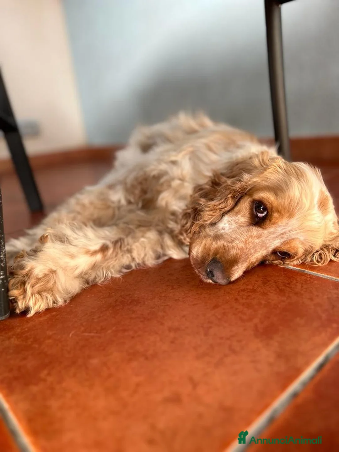 Cocker cani in regalo: Cocker Spaniel e Volpino cercano nuova famiglia  a Libero consorzio comunale di Ragusa - Annuncio 2