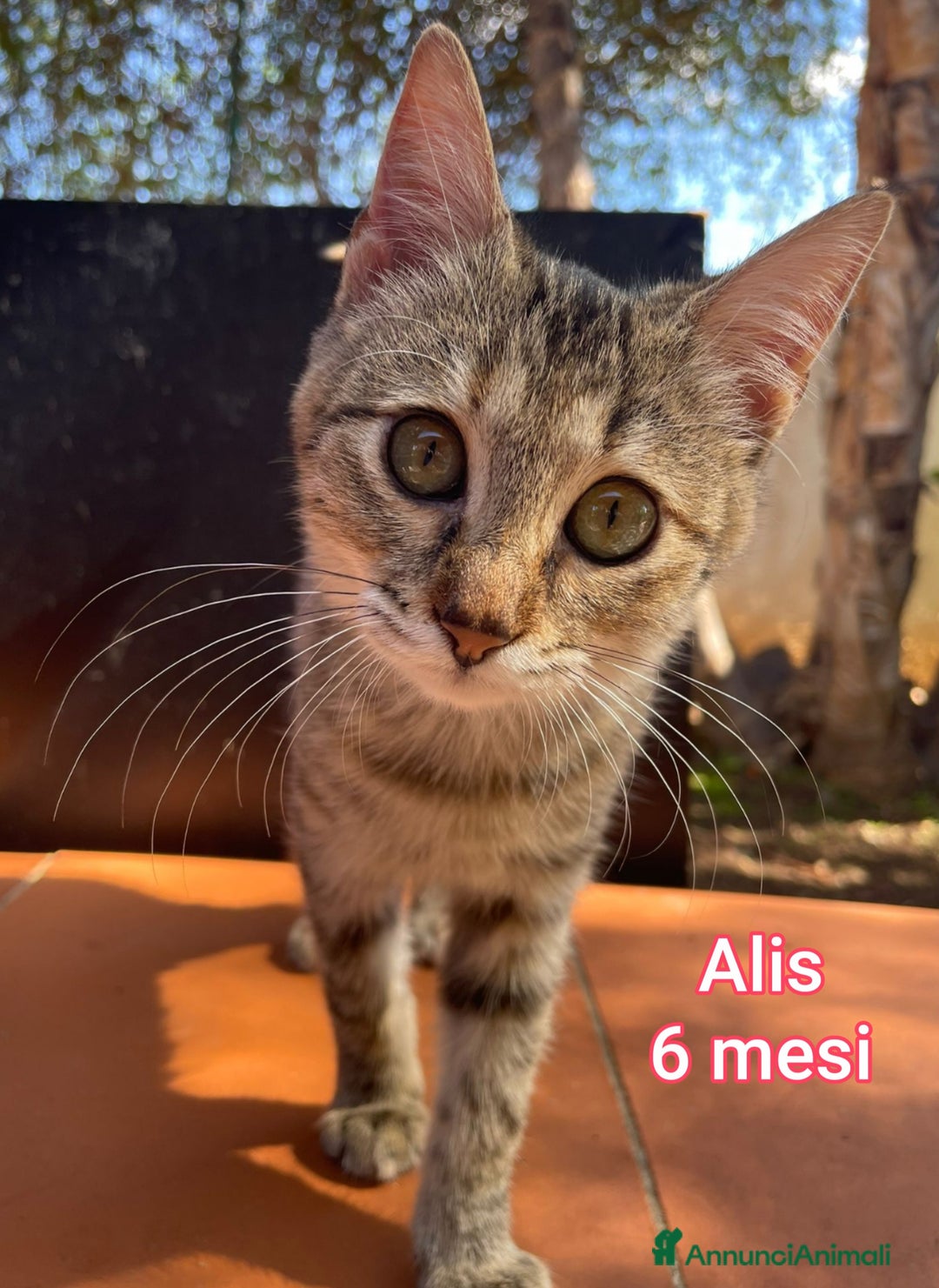 Europeo gatti in regalo: MICINI ABBANDONATI: URGENTE  - Annuncio 7