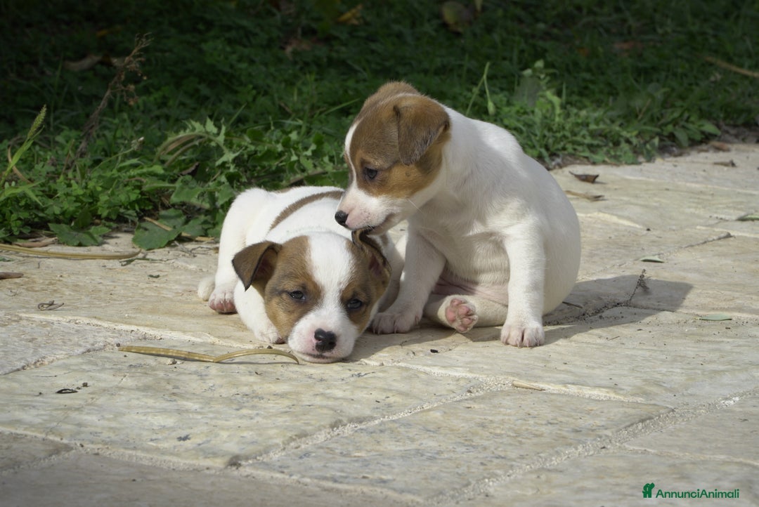Jack Russell cani in vendita: Cuccioli jack russel  - Annuncio 3