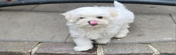 Maltese cani in vendita: Mini maltese coreano  a Provincia di Padova - Annuncio 9