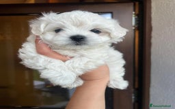 Maltese cani in vendita: Cuccioli di maltese  a Città metropolitana di Milano - Immagine 6