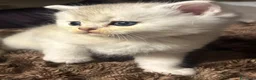 Scottish gatti in vendita: Gattini Scottish Straight  - Annuncio 5