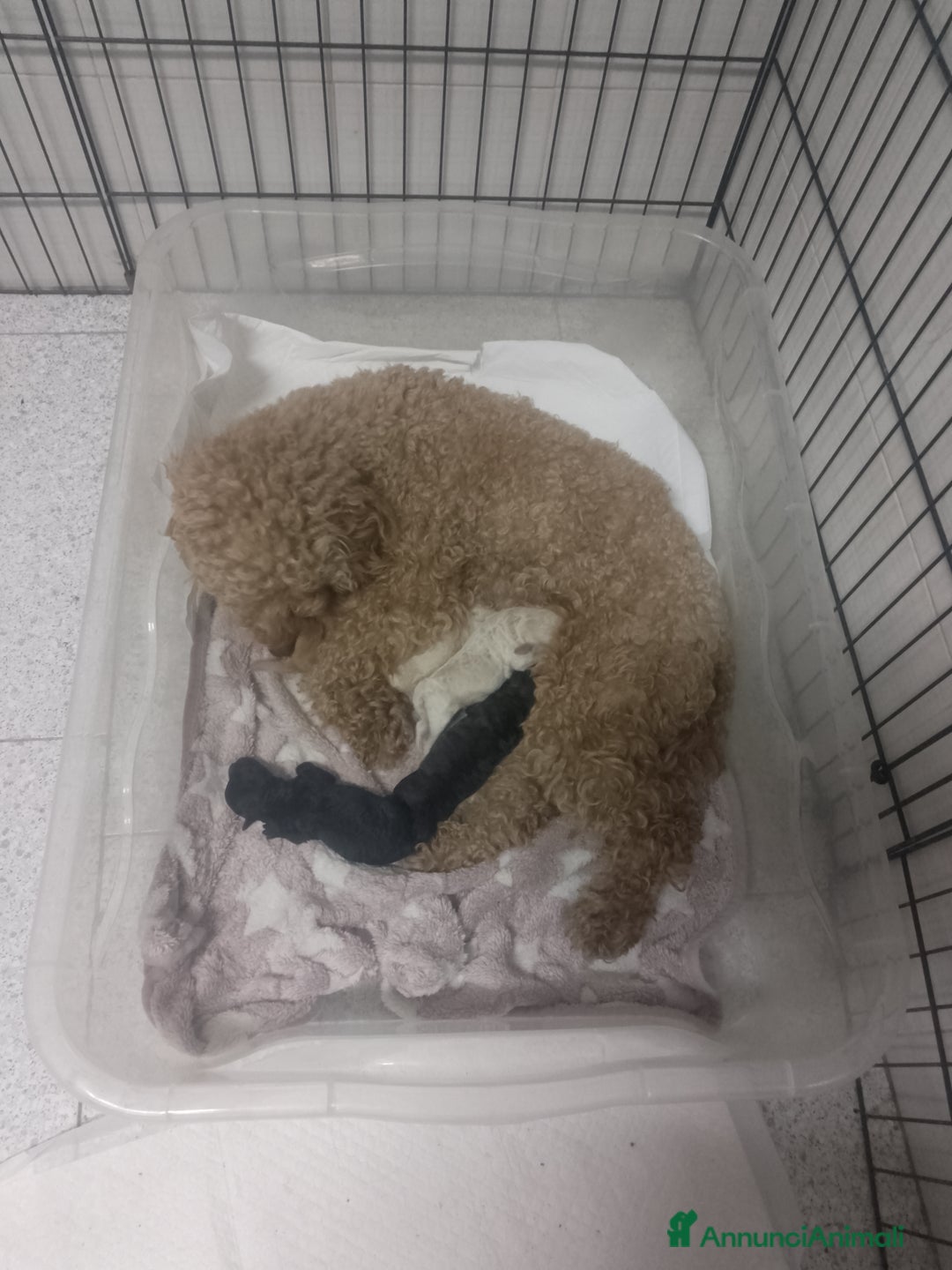 Barboncino cani in vendita: Cuccioli barboncino  a Provincia di Taranto - Immagine 1