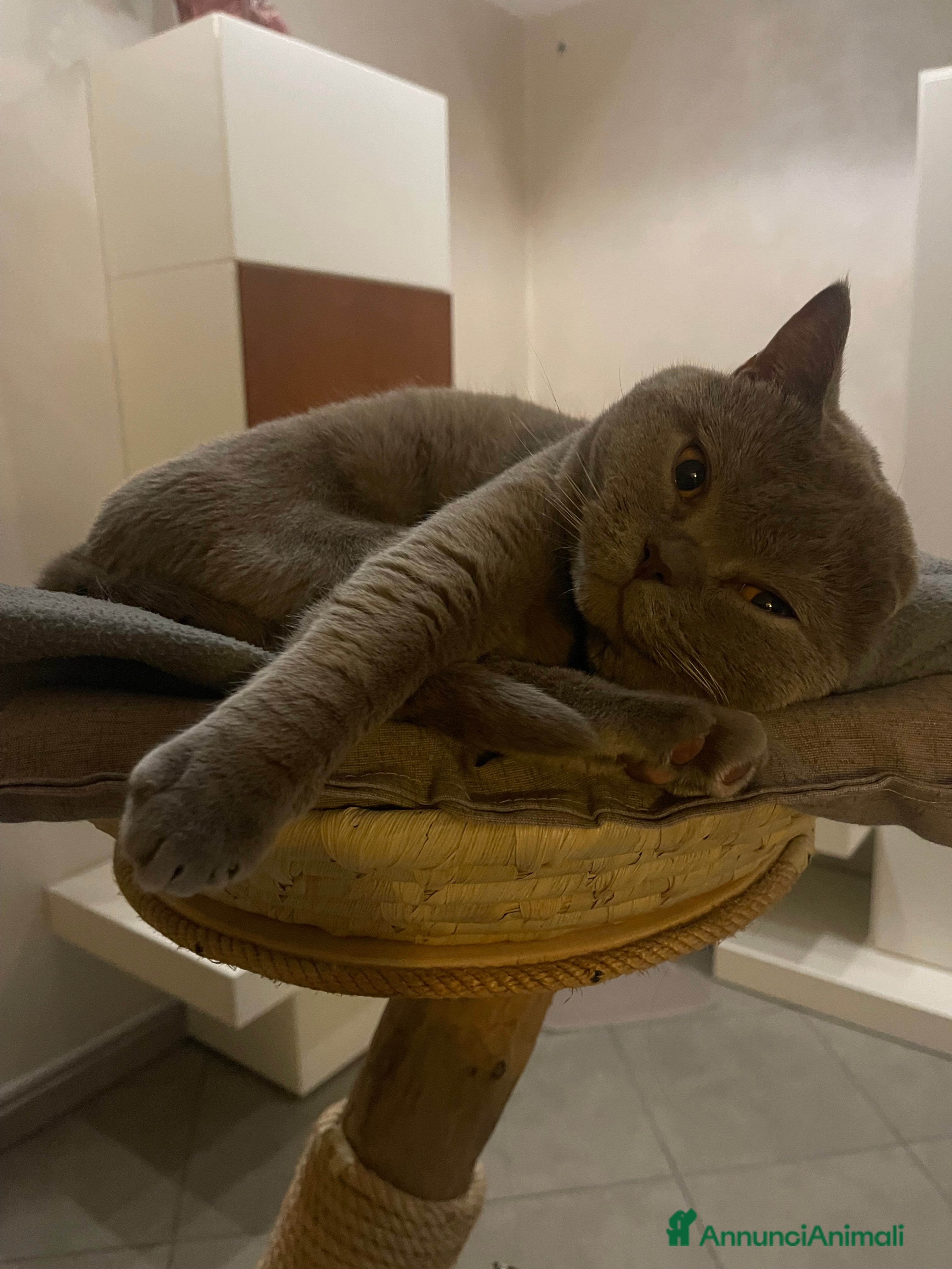 British gatti British Shorthair per accoppiamento  - Annuncio 2