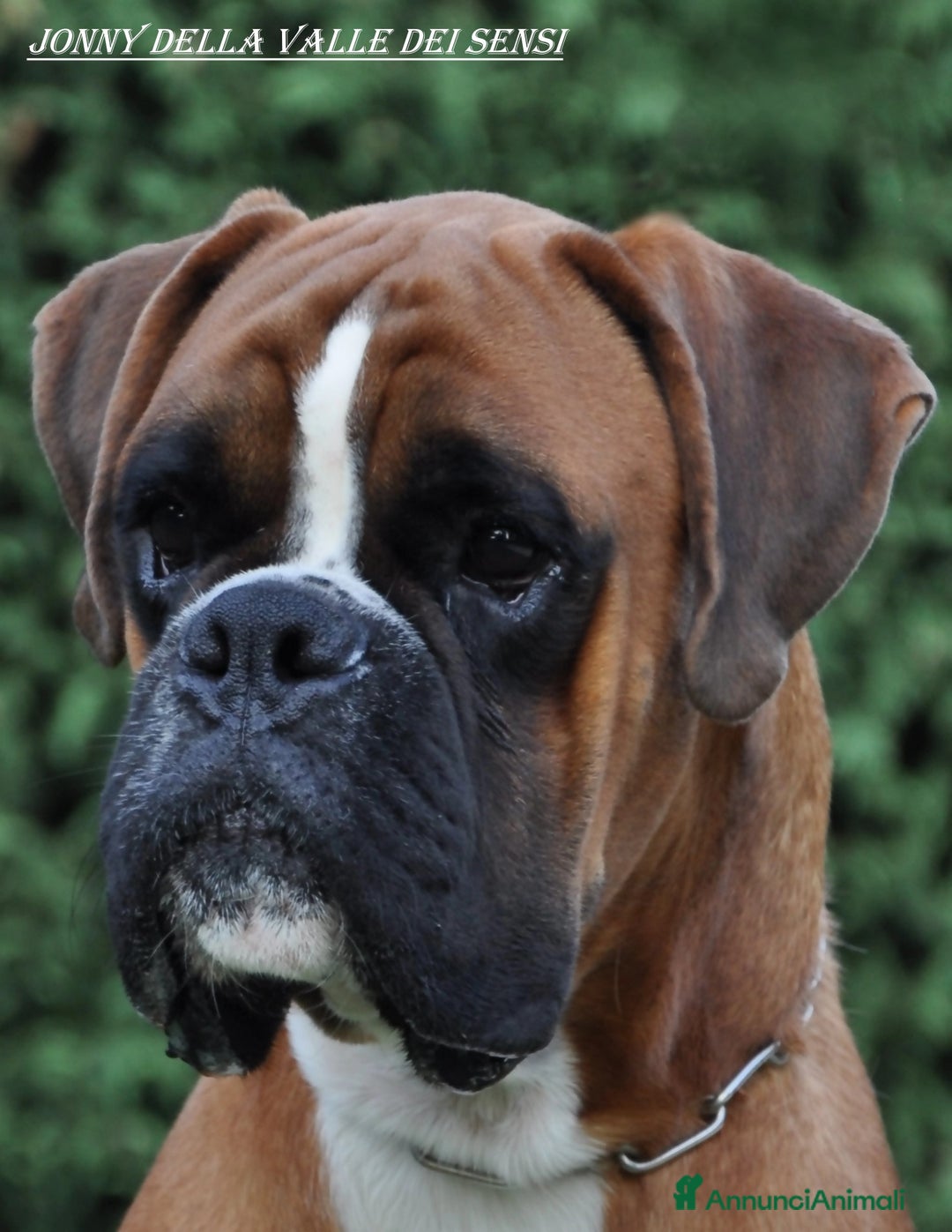 Boxer cani in vendita: BOXER CUCCIOLI DISPONIBILI - Annuncio 2