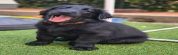 Flat Coated cani in vendita: Cuccioli flat coated retriever  - Annuncio 7
