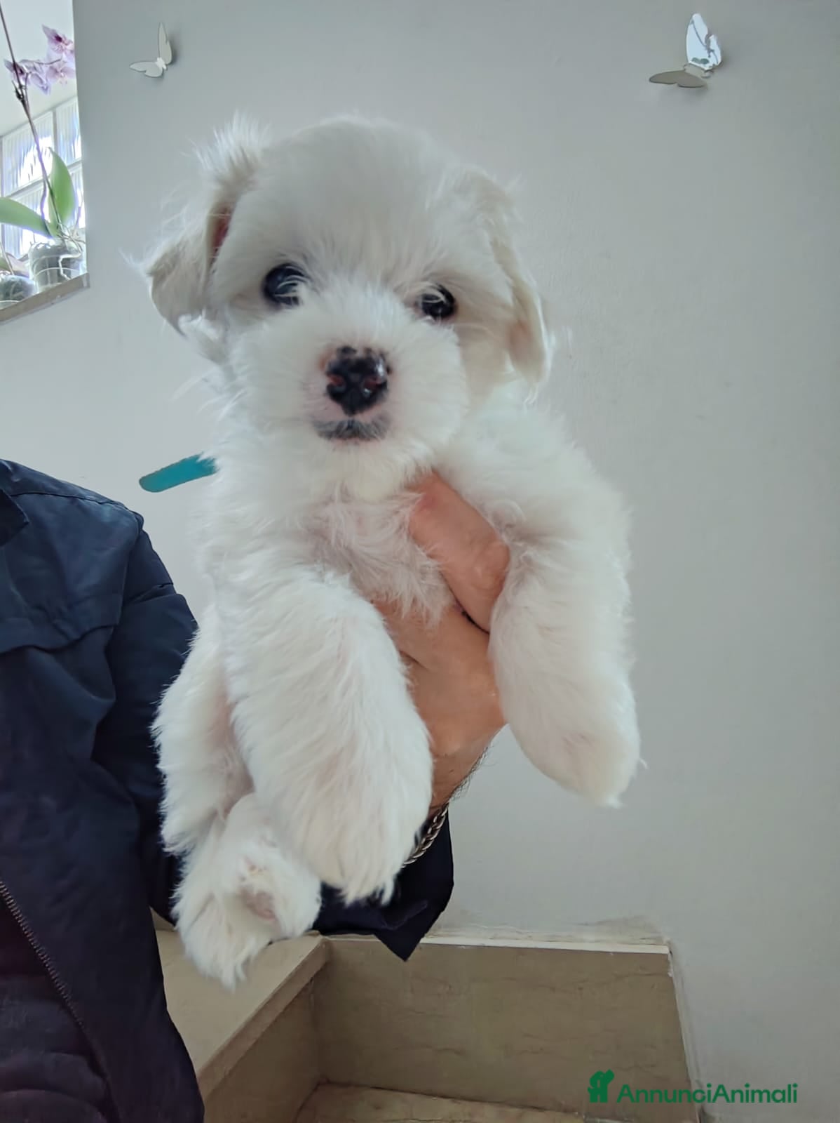 Maltese cani 2 Cuccioli di Maltese disponibili - Annuncio 13