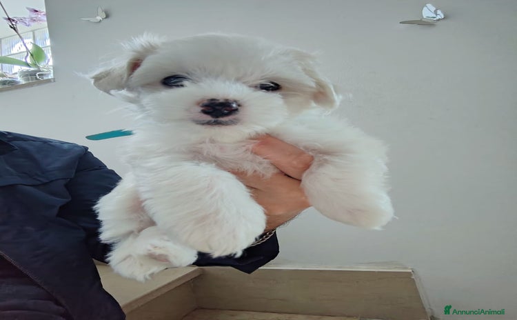 Maltese cani - Annuncio 3