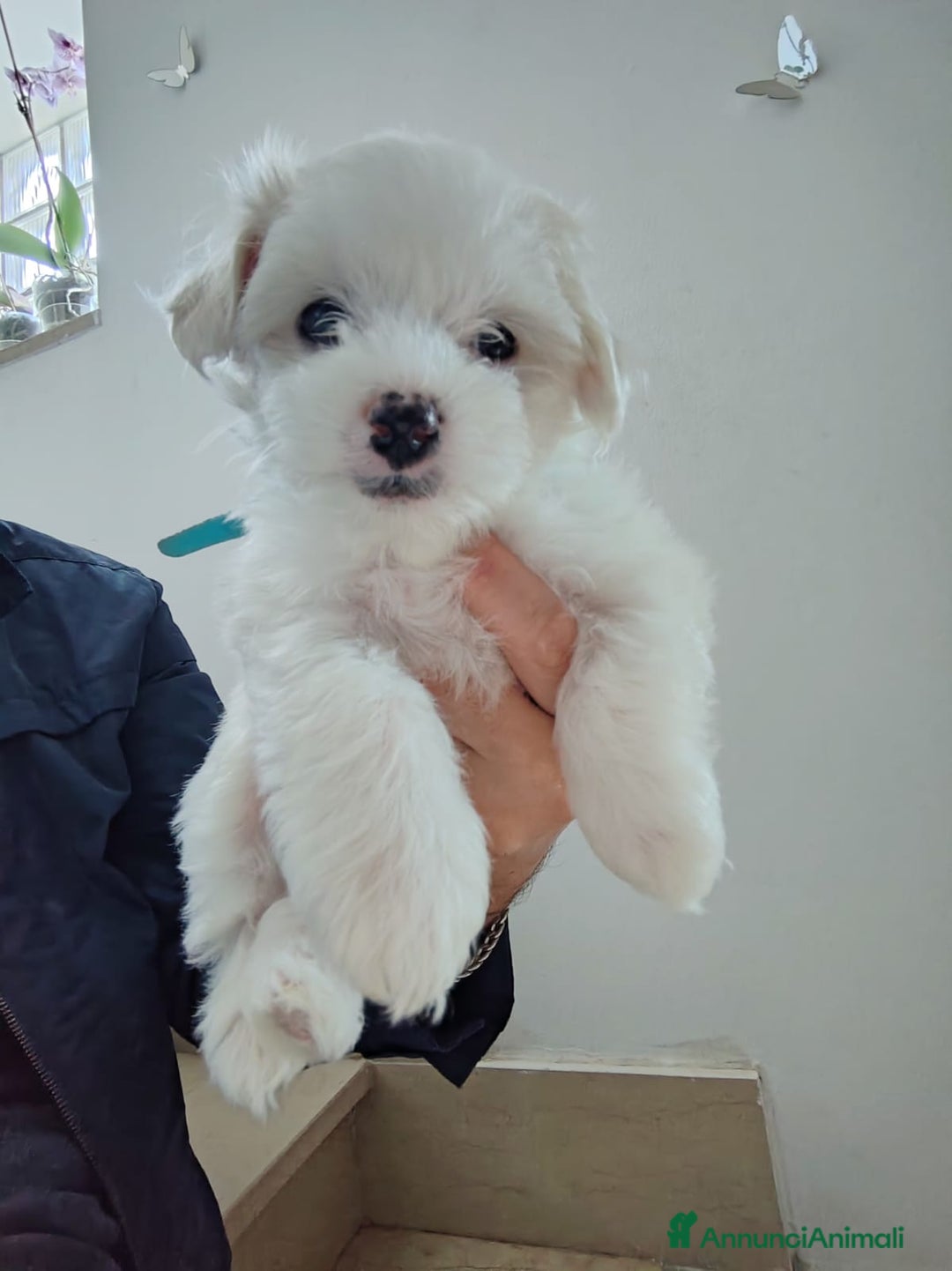 Maltese cani in vendita: 2 Cuccioli di Maltese disponibili - Annuncio 1