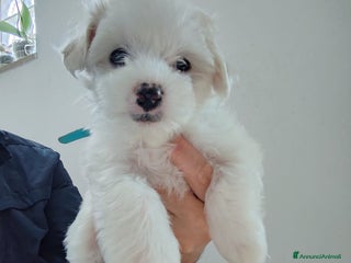Maltese cani 2 Cuccioli di Maltese disponibili - Annuncio 7
