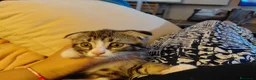 Scottish gatti in vendita: Cuccioli scottish fold  a Provincia di Forlì-Cesena - Annuncio 16