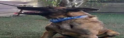 Pastore Belga cani in regalo: Akila, splendida Pastore Belga Malinois - Annuncio 5
