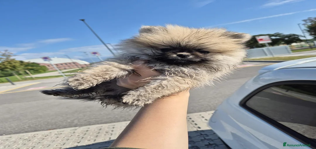 Immagine della galleria {{count}}