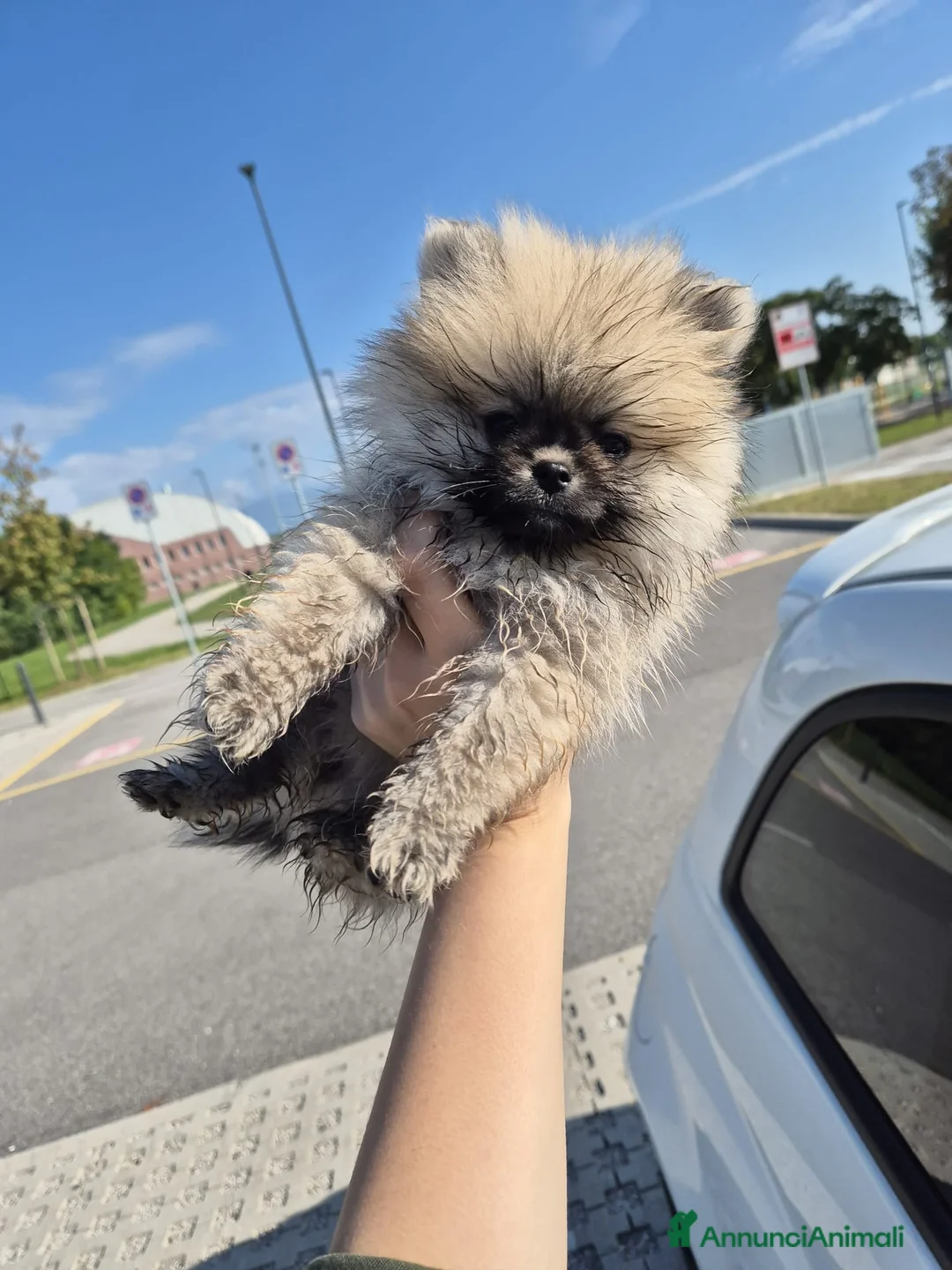 Immagine della galleria {{count}}