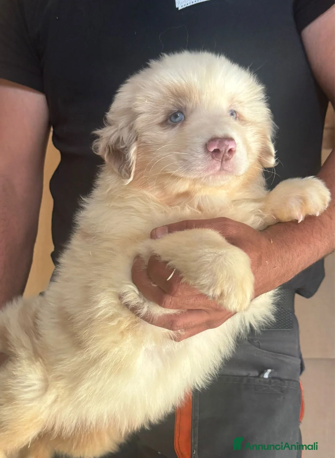 Australian Shepherd cani in vendita: Cucciolo pastore australiano  a Città metropolitana di Roma Capitale - Annuncio 4