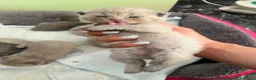 British gatti in vendita: gattini Scottish Fold e British Shorthair a Provincia di Padova - Annuncio 3